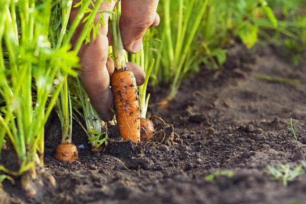 The Correct Carrot Planting Depth: A Complete Guide