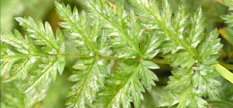 Carrot Powdery Mildew Prevention and Treatment Guide