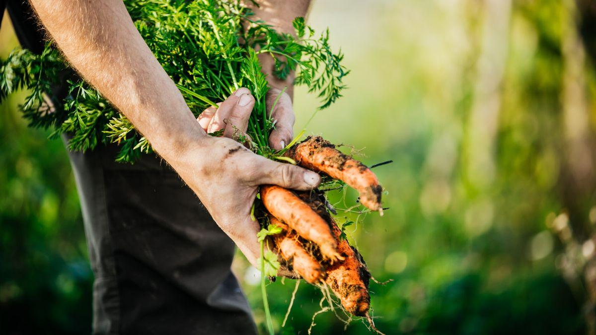 The Complete Guide to Fertilizing Carrots for Sweeter Roots - plant care guide and tips by Plantlyze plant experts