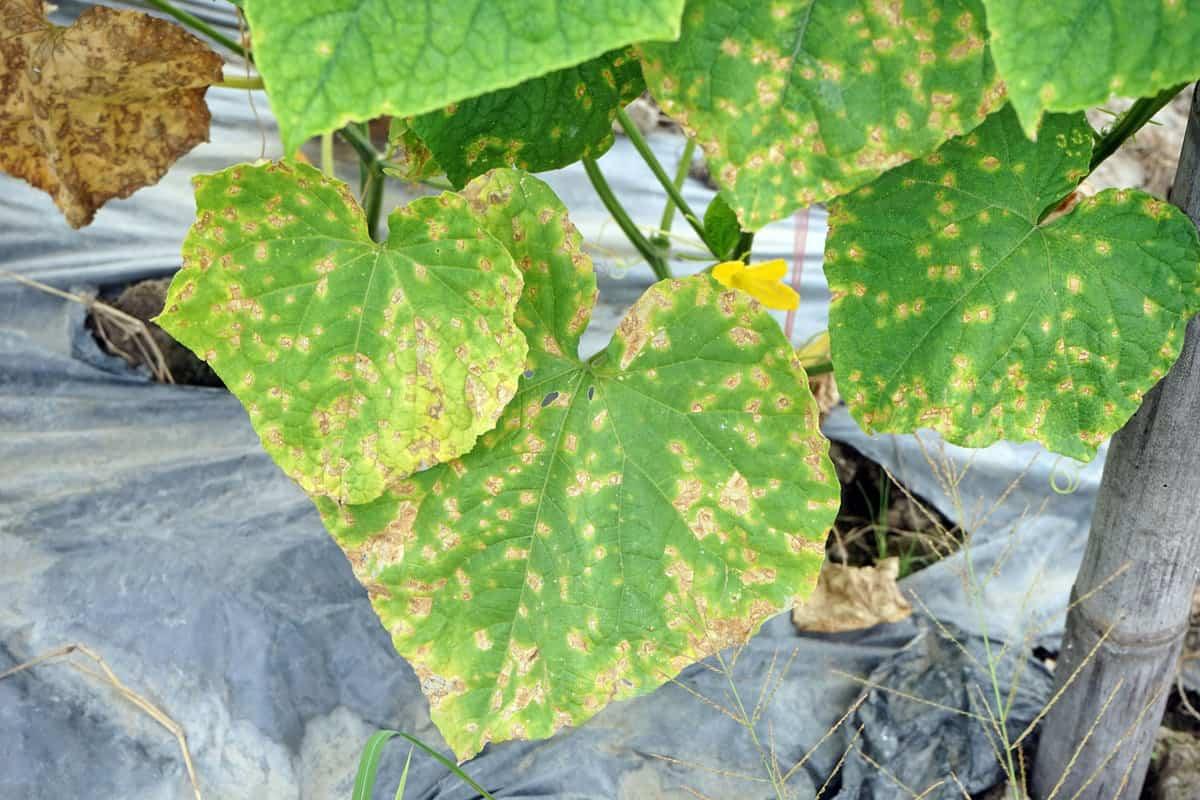 Cucumber Nutrient Deficiency Identification and Solutions - plant care guide and tips by Plantlyze plant experts