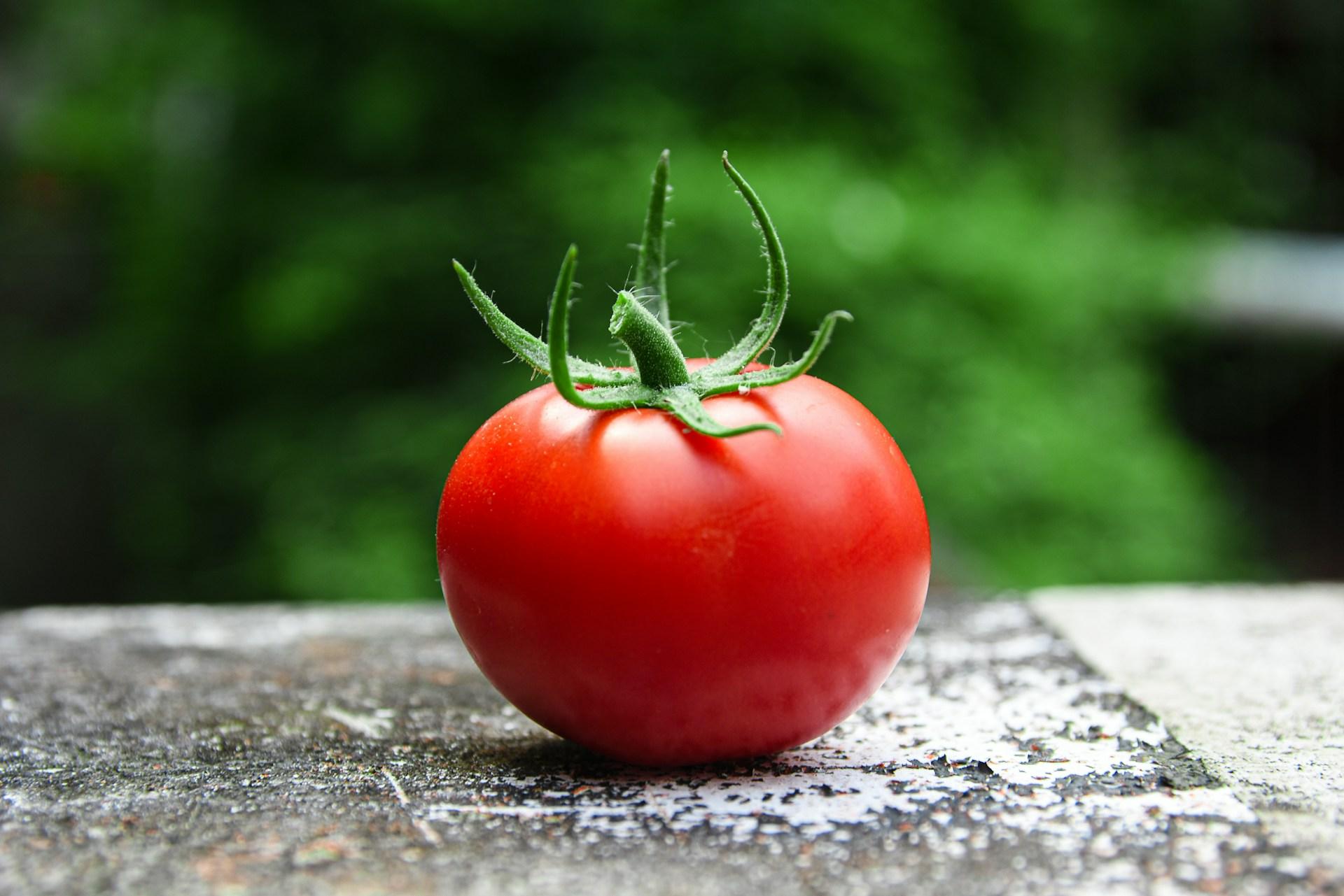 The Tomato: A Versatile, and Globally Loved Fruit