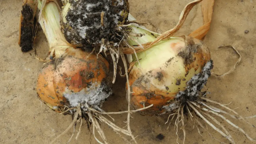 Onion White Rot: How to Recognize and Protect Your Crop