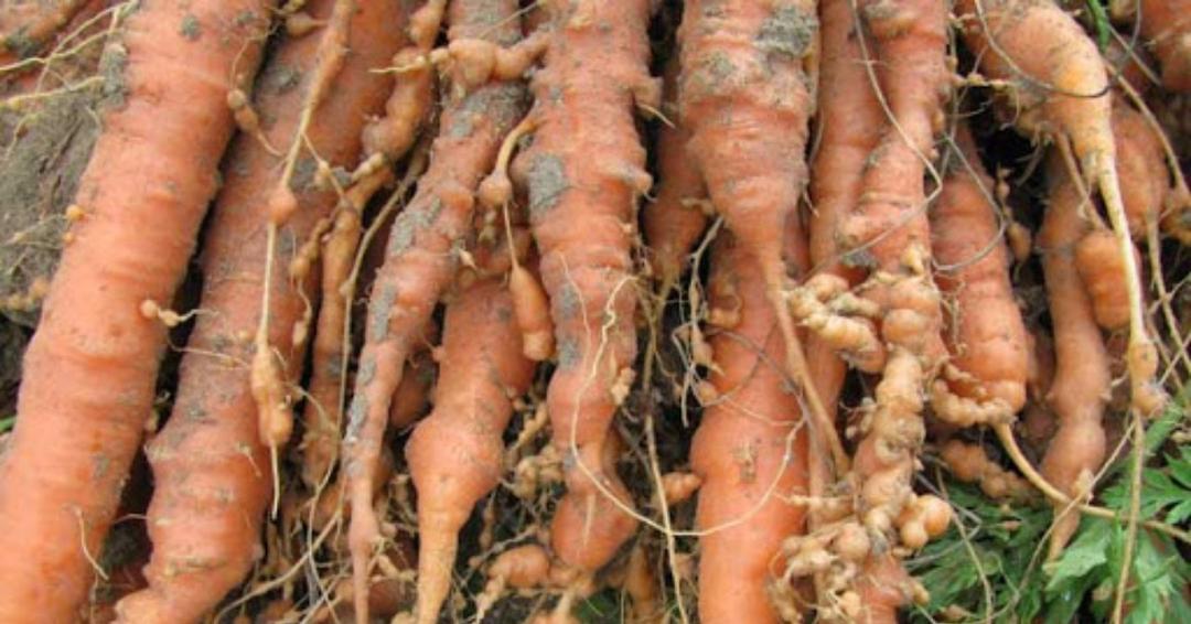 Carrot Root Knot Nematode: Prevention and Treatment Guide