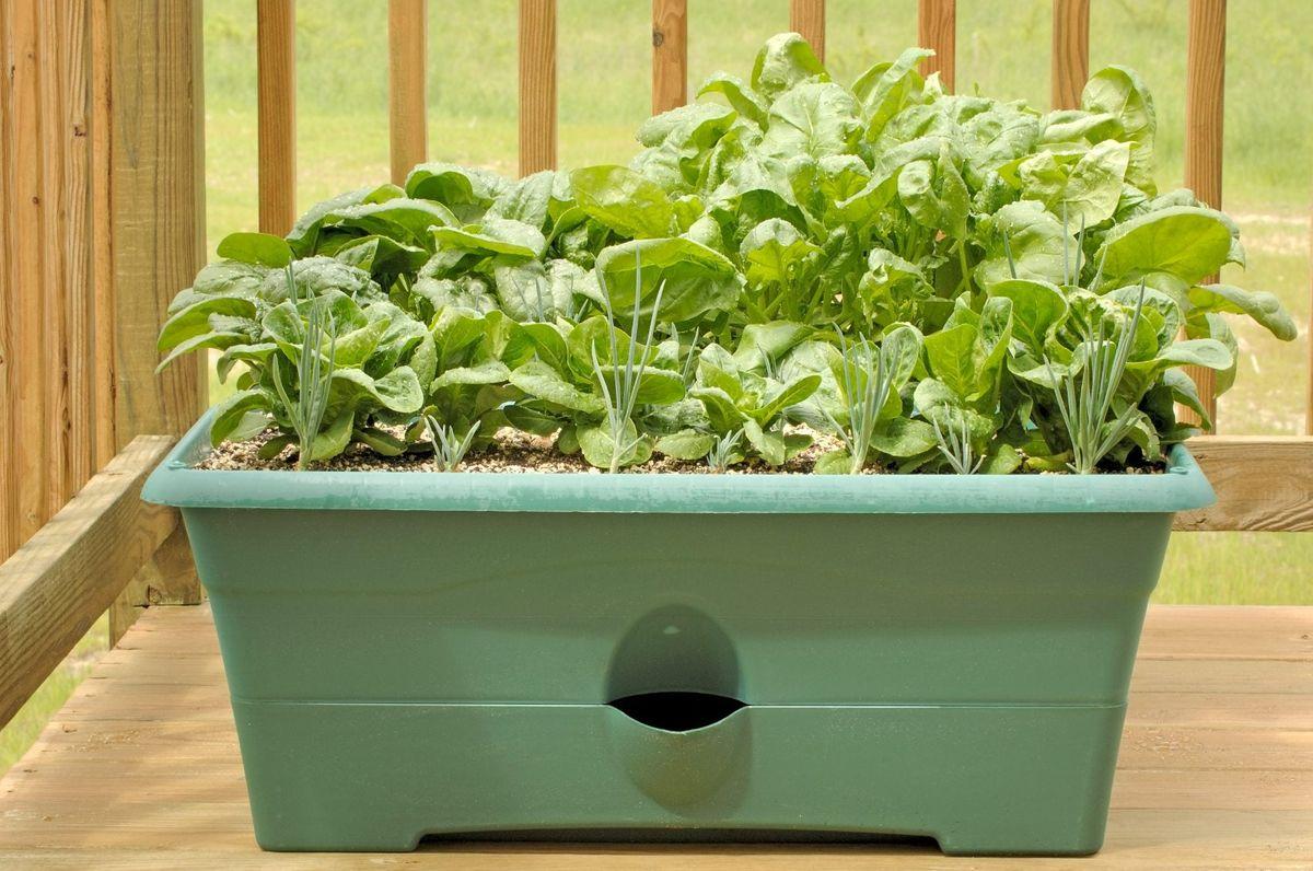 How to Grow Spinach Indoors – A Simple Step‑by‑Step Guide