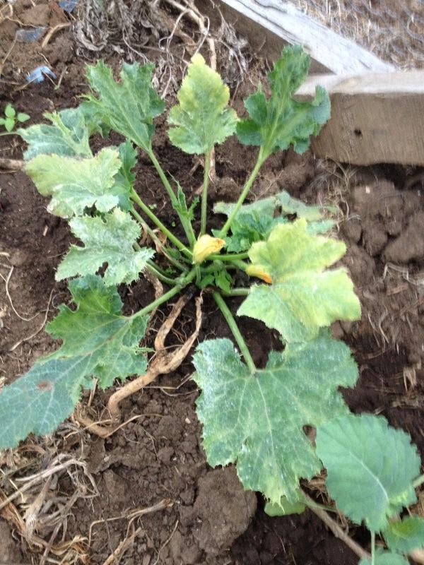 How to Identify and Treat Common Zucchini Diseases