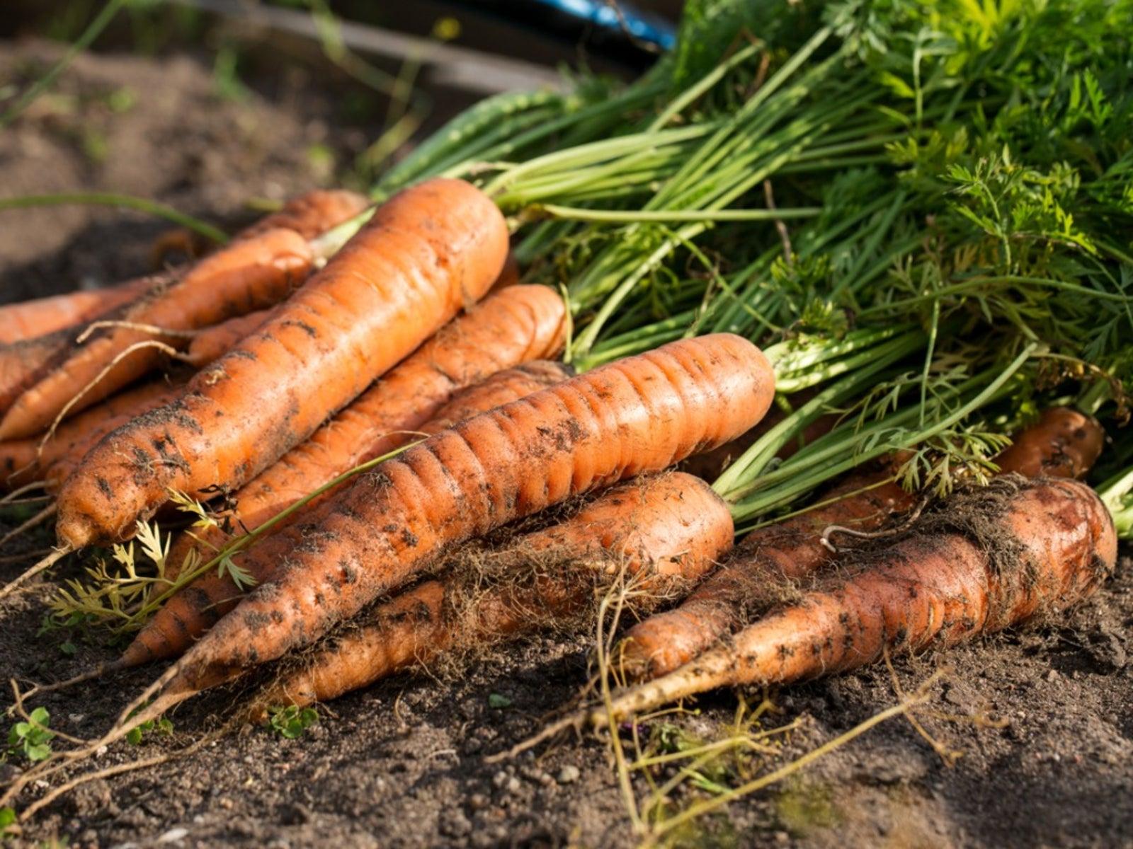 Carrot Disease Treatment Guide to Prevention and Control - plant care guide and tips by Plantlyze plant experts