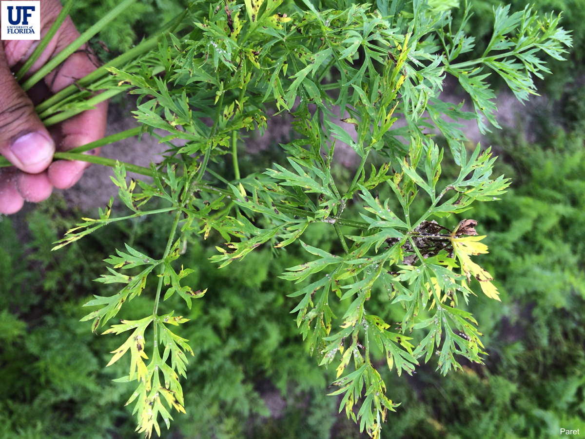 Carrot Alternaria Leaf Blight Disease - alternaria leaf blight guide and tips by Plantlyze plant experts