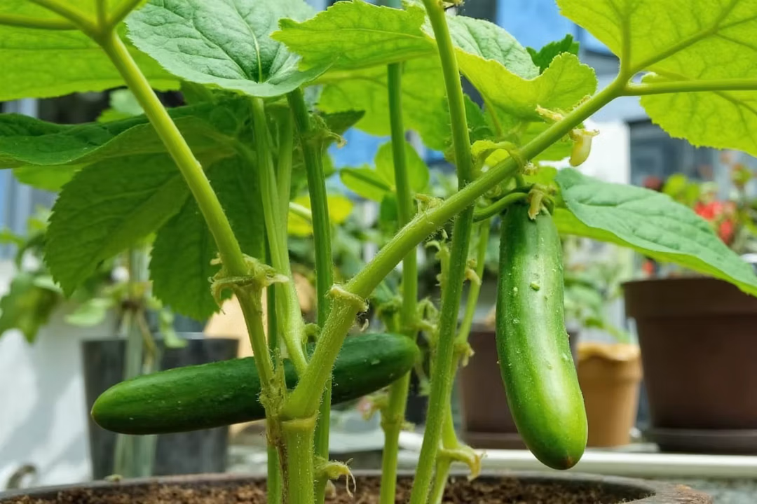 Cucumber Plant Care Guide: Growing Healthy Productive Plants