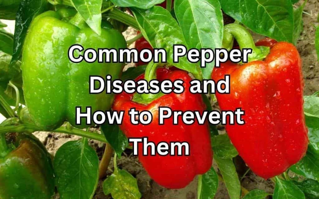 Pepper Disease Prevention Your Complete Guide to Healthy Plants - plant care guide and tips by Plantlyze plant experts