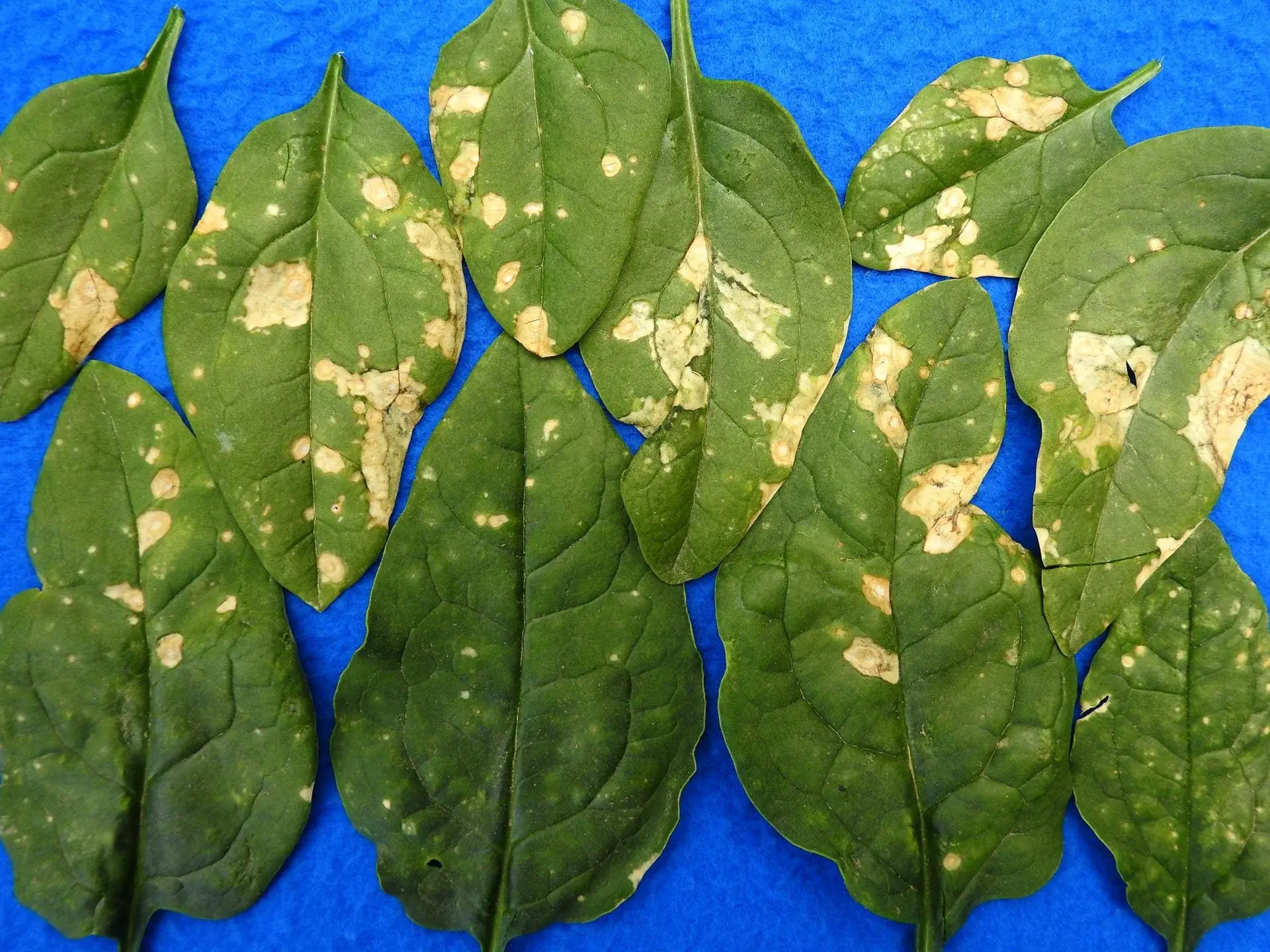 Spinach Leaf Spot Symptoms Causes and Recovery Steps - plant care guide and tips by Plantlyze plant experts