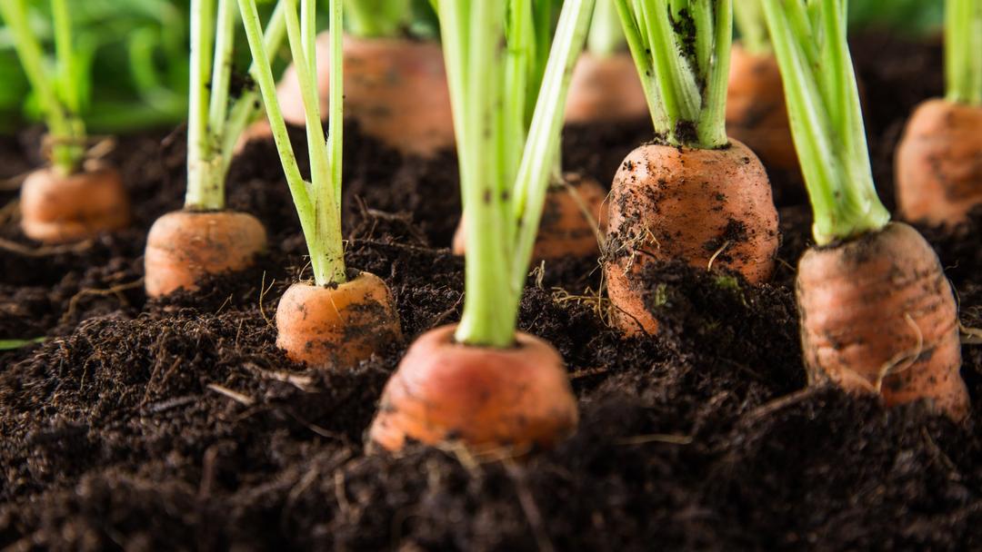 How to Grow Carrots: Complete Guide from Seed to Harvest