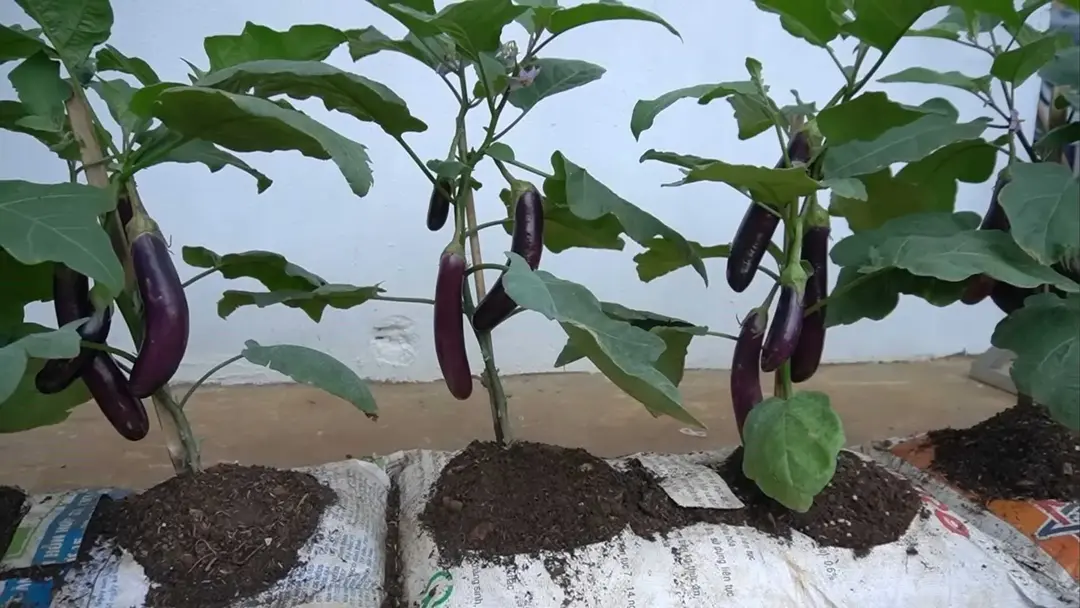 Best Soil for Eggplants: The Complete Growing Guide