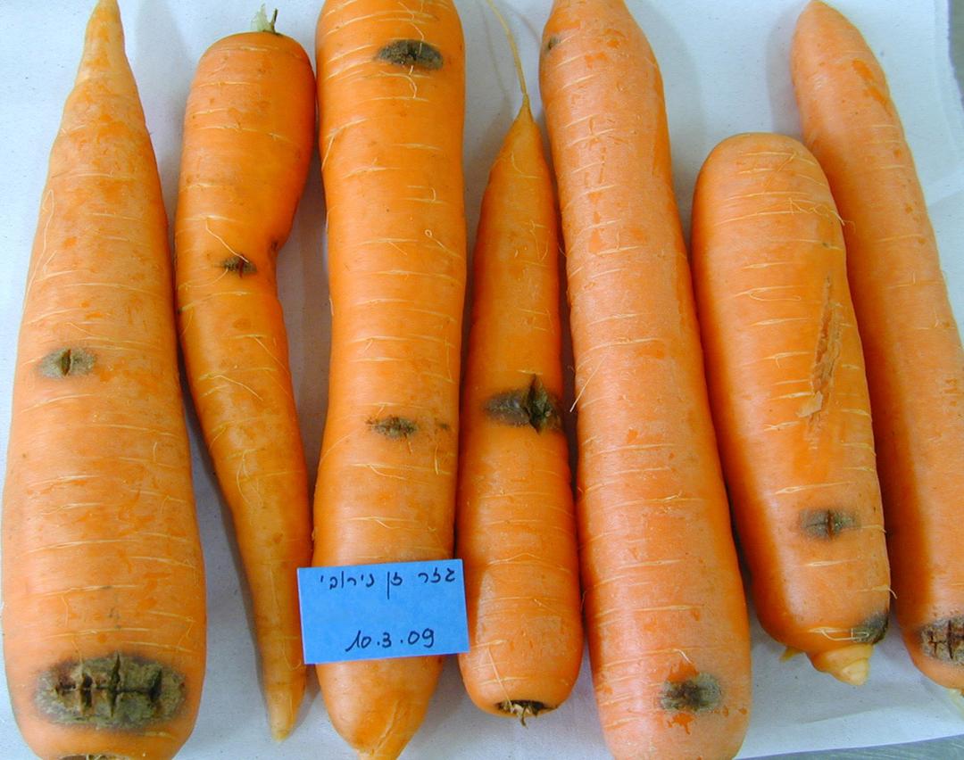 Carrot Cavity Spot : Symptoms, and Management Guide