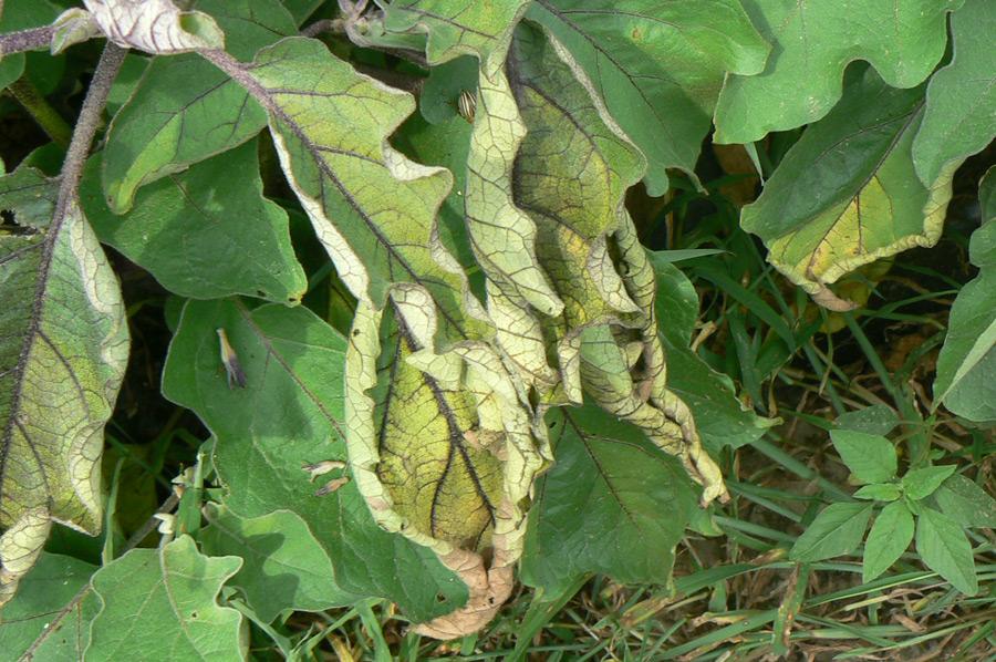 Eggplant Disease Identification: Complete Guide