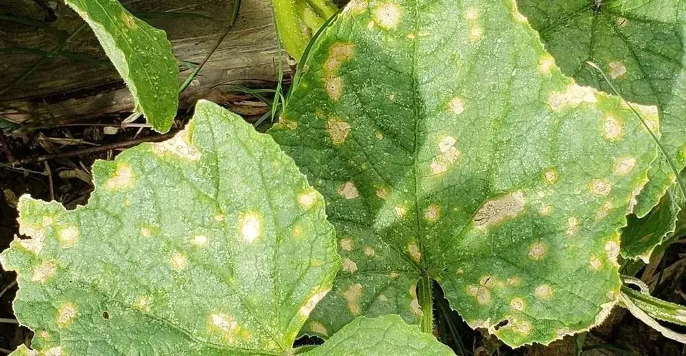 Zucchini Anthracnose: Complete Guide