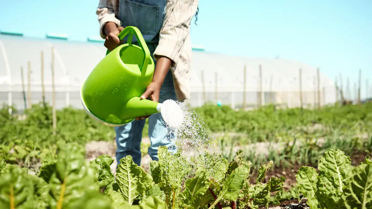 How to Water Spinach The Complete Guide to Proper Watering - water spinach guide and tips by Plantlyze plant experts