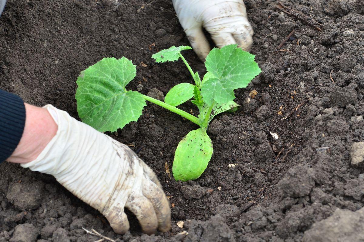 How to Hill Cucumbers: Complete Growing Guide