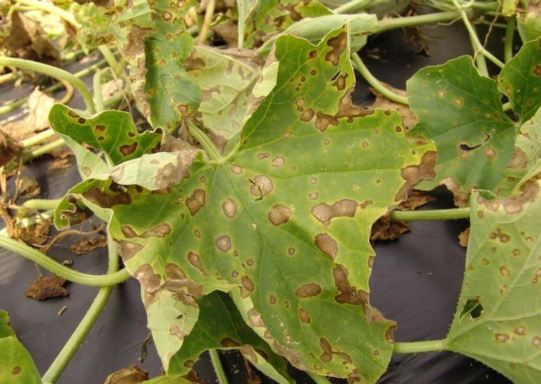 Zucchini Alternaria Leaf Blight: Complete ID
