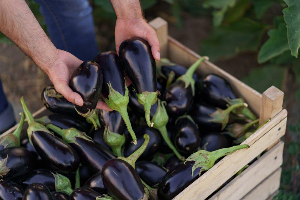 Eggplant Storage Secrets: Keep Your Eggplants Fresh