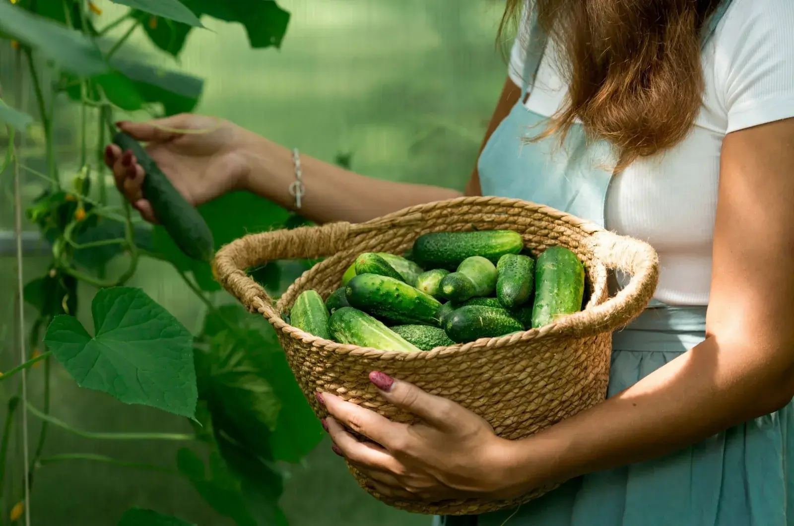 How to Harvest Cucumbers Timing and Technique Guide - plant care guide and tips by Plantlyze plant experts