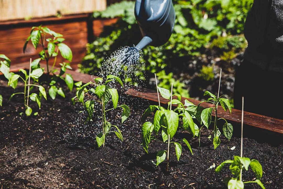 Pepper Watering Guide: Frequency, Depth, and Best Practices