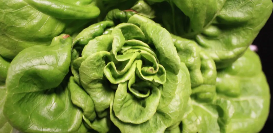 Lettuce Nutrient Deficiency: Complete Guide