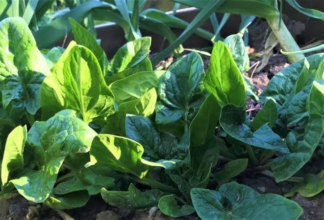 Why Is Your Spinach Wilting 5 Common Diseases - plant care guide and tips by Plantlyze plant experts