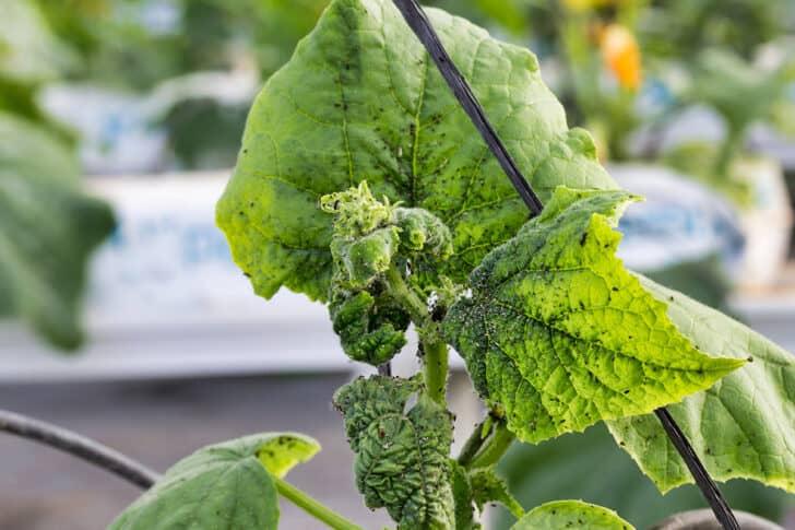 Cucumber Pest Control Organic and Effective Methods - plant care guide and tips by Plantlyze plant experts