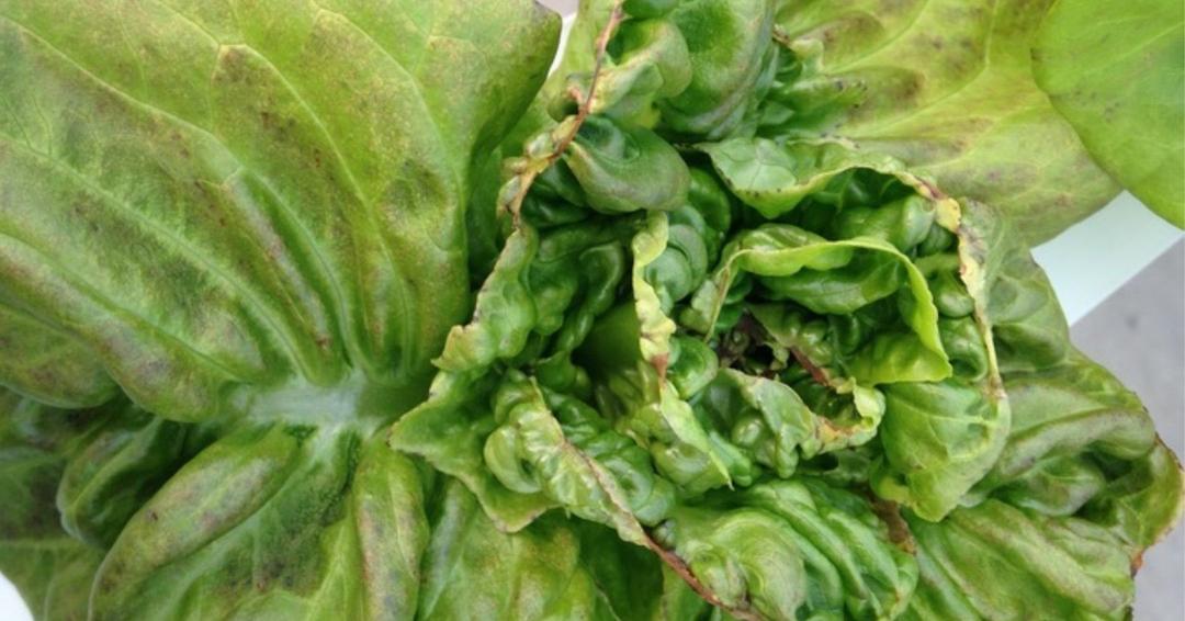 Lettuce Tip Burn Treatment: Prevention and Proven Solutions
