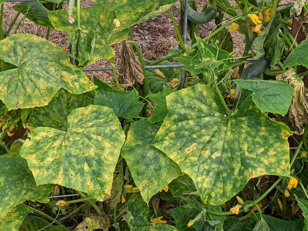 Cucumber Downy Mildew: Complete Guide