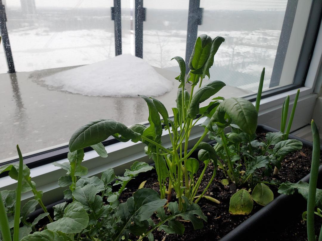 Why Are Spinach Leaves Curling? Causes and Easy Fixes