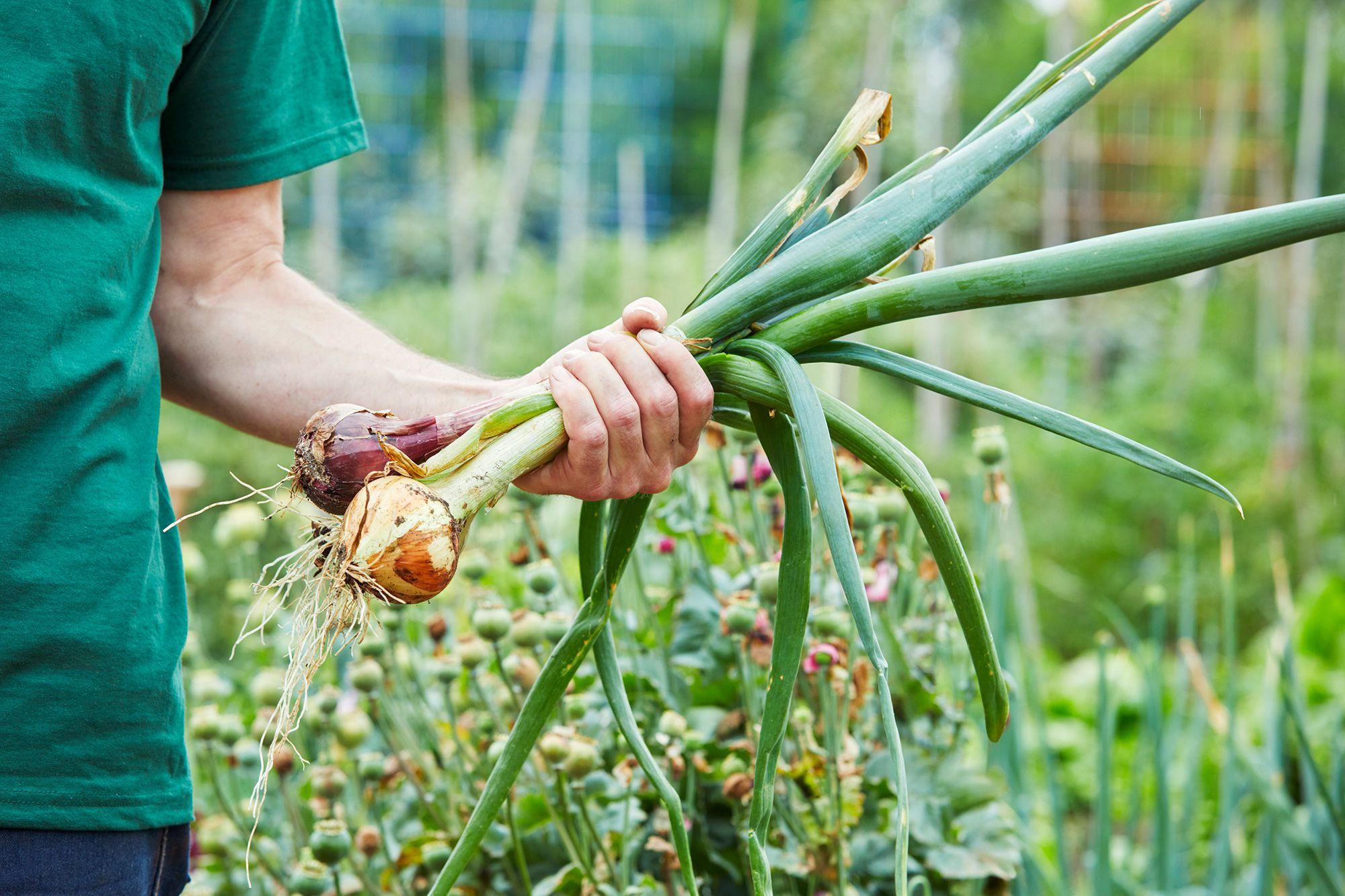 Onion Harvesting – How to Harvest, Cure, and Store Onions