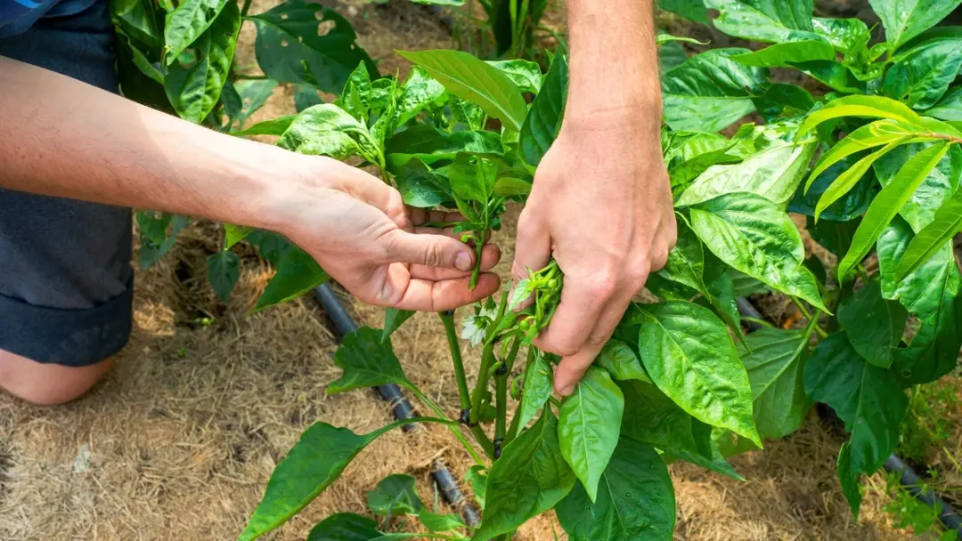 How to Prune Peppers: Increasing Yields and Plant Health