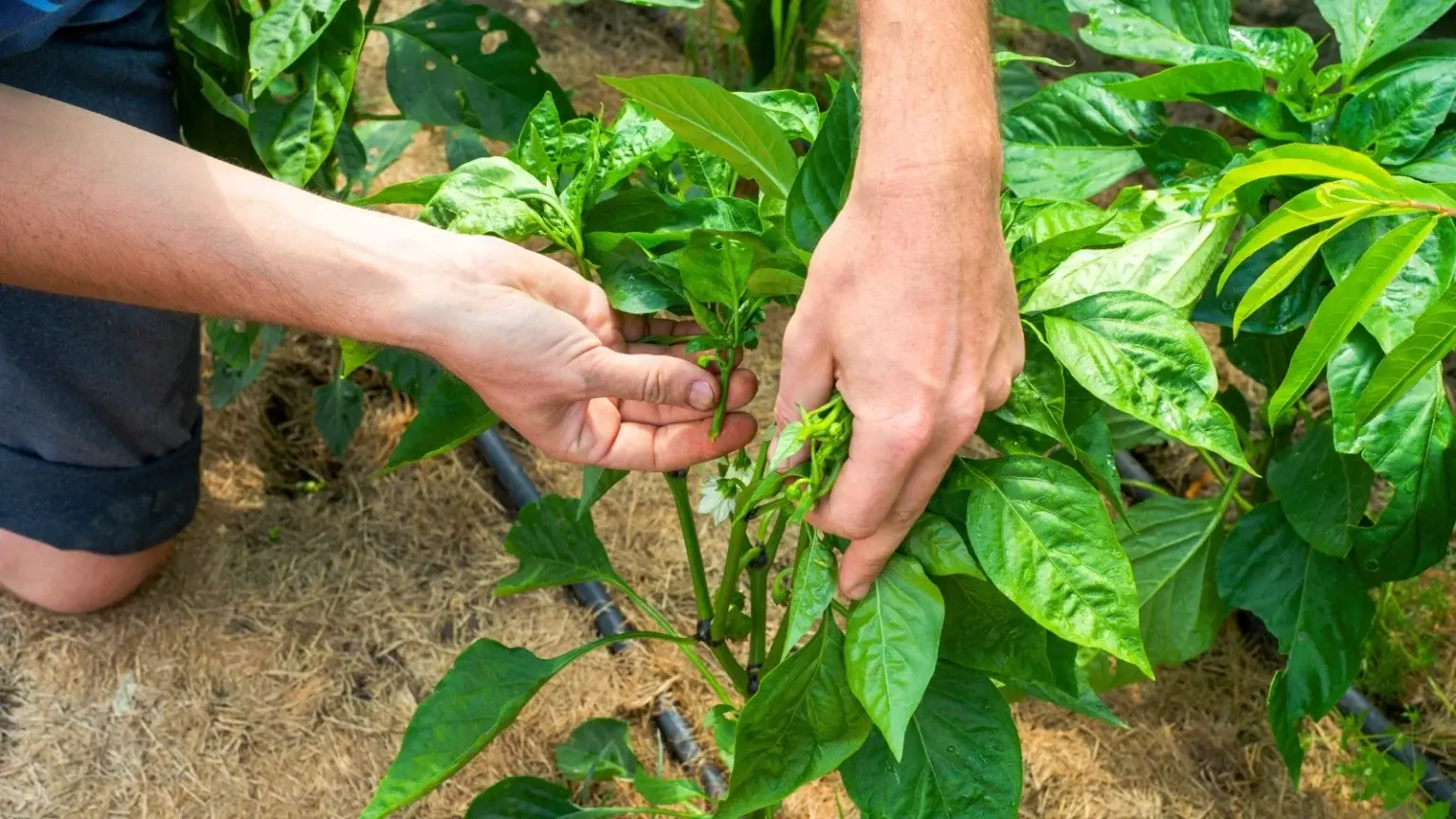 How to Prune Peppers: Increasing Yields and Plant Health