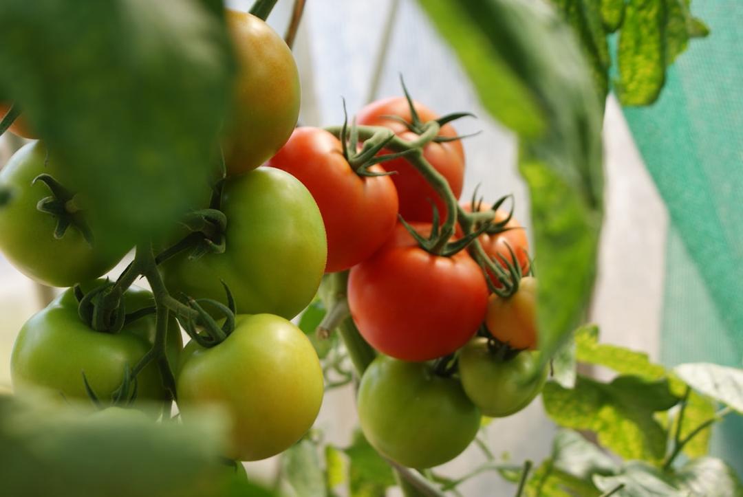 Tomato close-up