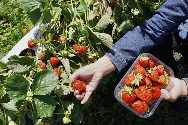 Strawberry close-up