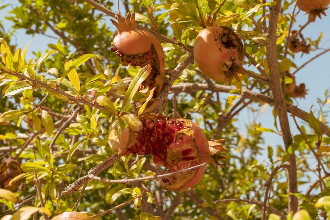 Pomegranate close-up