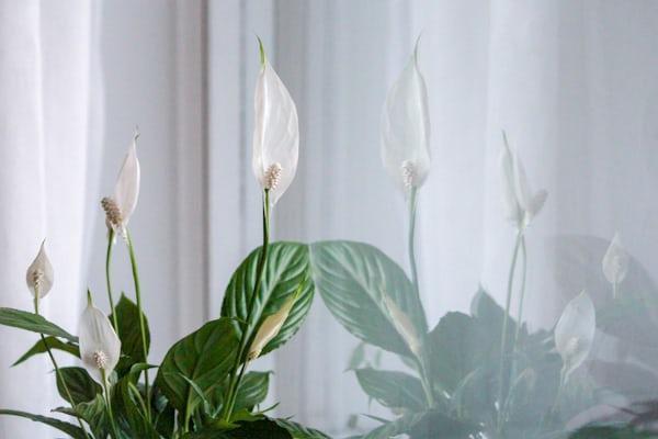 Peace Lily close-up