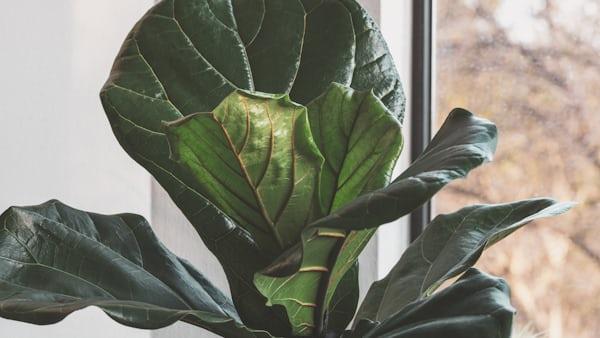 Fiddle Leaf Fig close-up