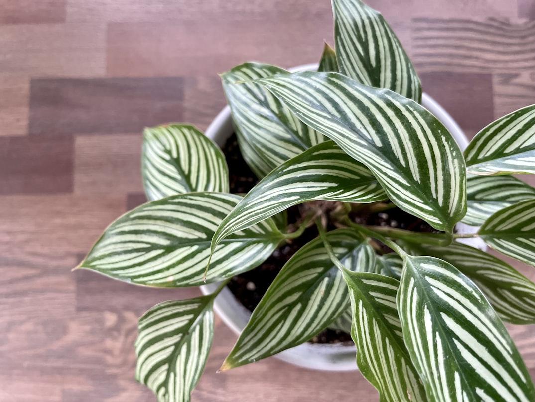 Calathea close-up