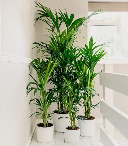 kentia palm close-up