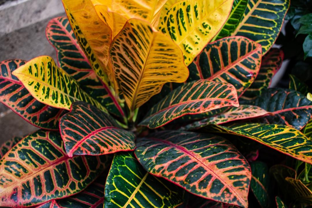 Croton close-up