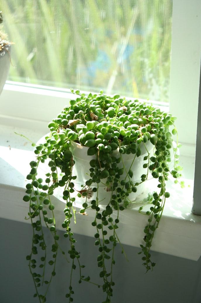 String of Pearls close-up