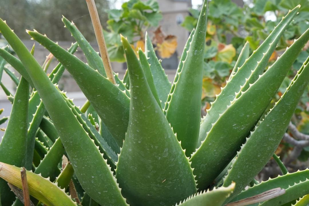 Aloe Vera close-up