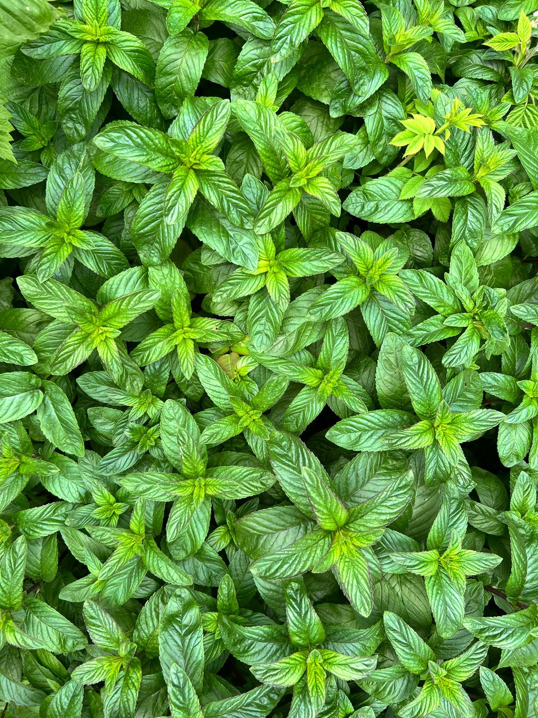 mint close-up