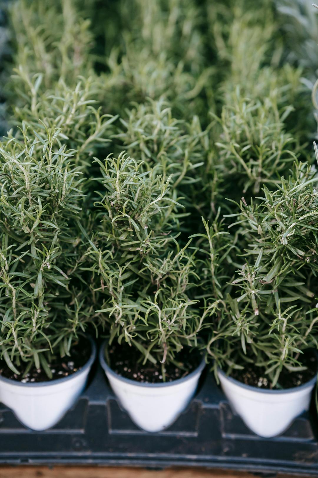 rosemary close-up