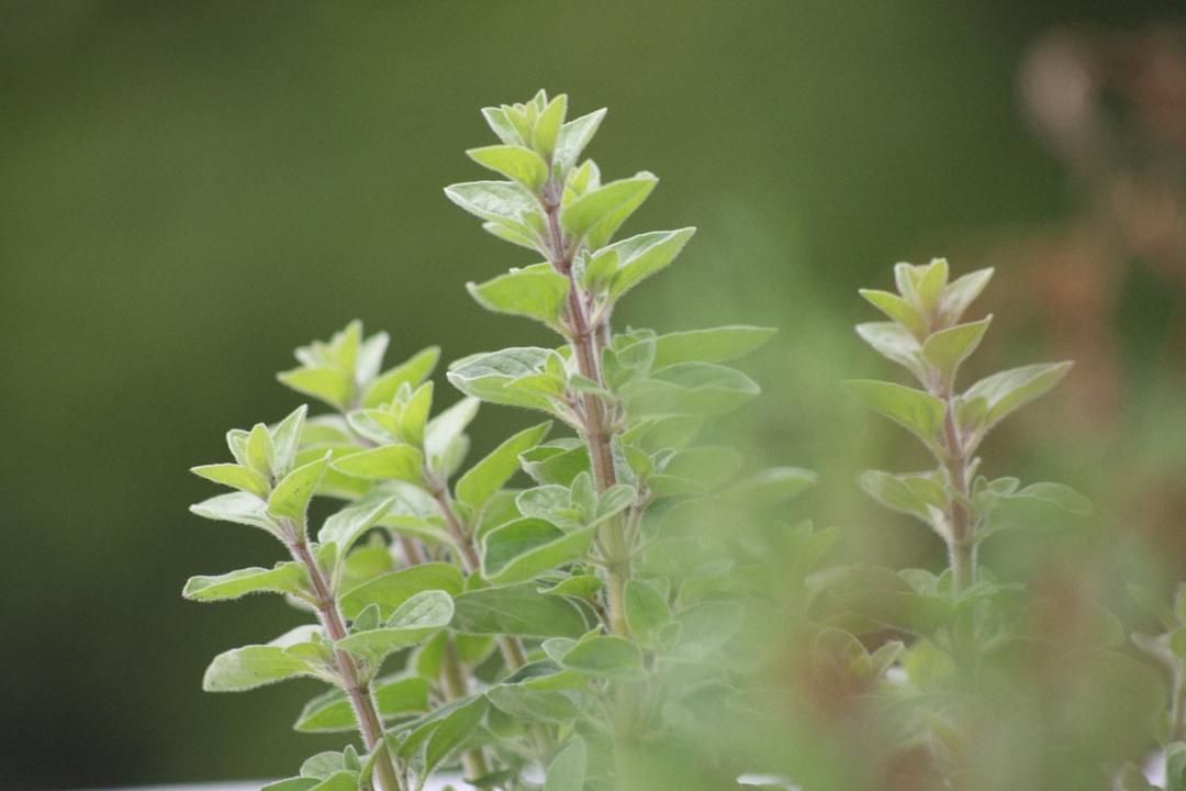 oregano close-up