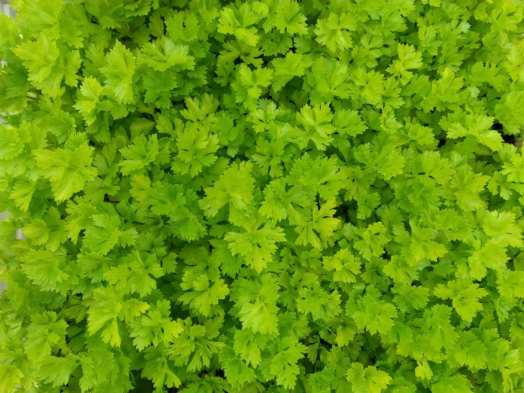 Parsley close-up