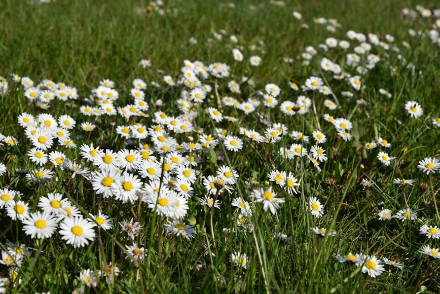 chamomile close-up