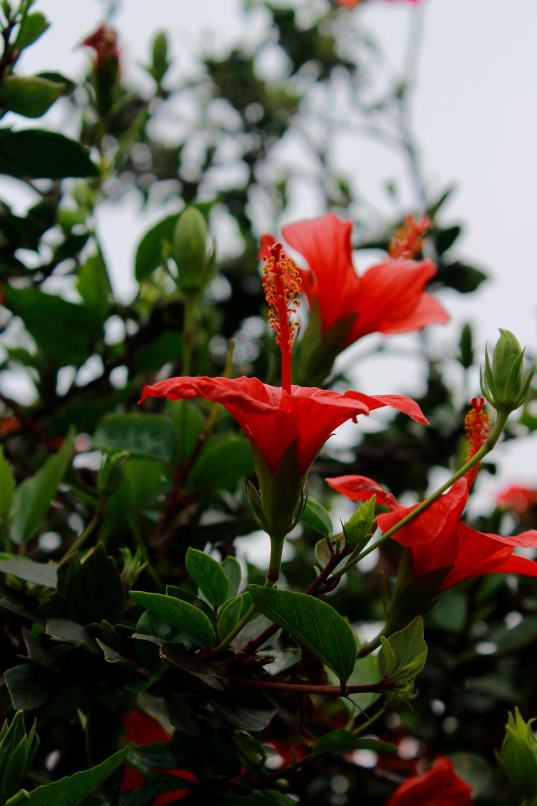 hibiscus close-up